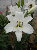 [5202 Maytime VH No01.JPG]